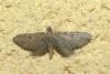 Eupithecia intricata